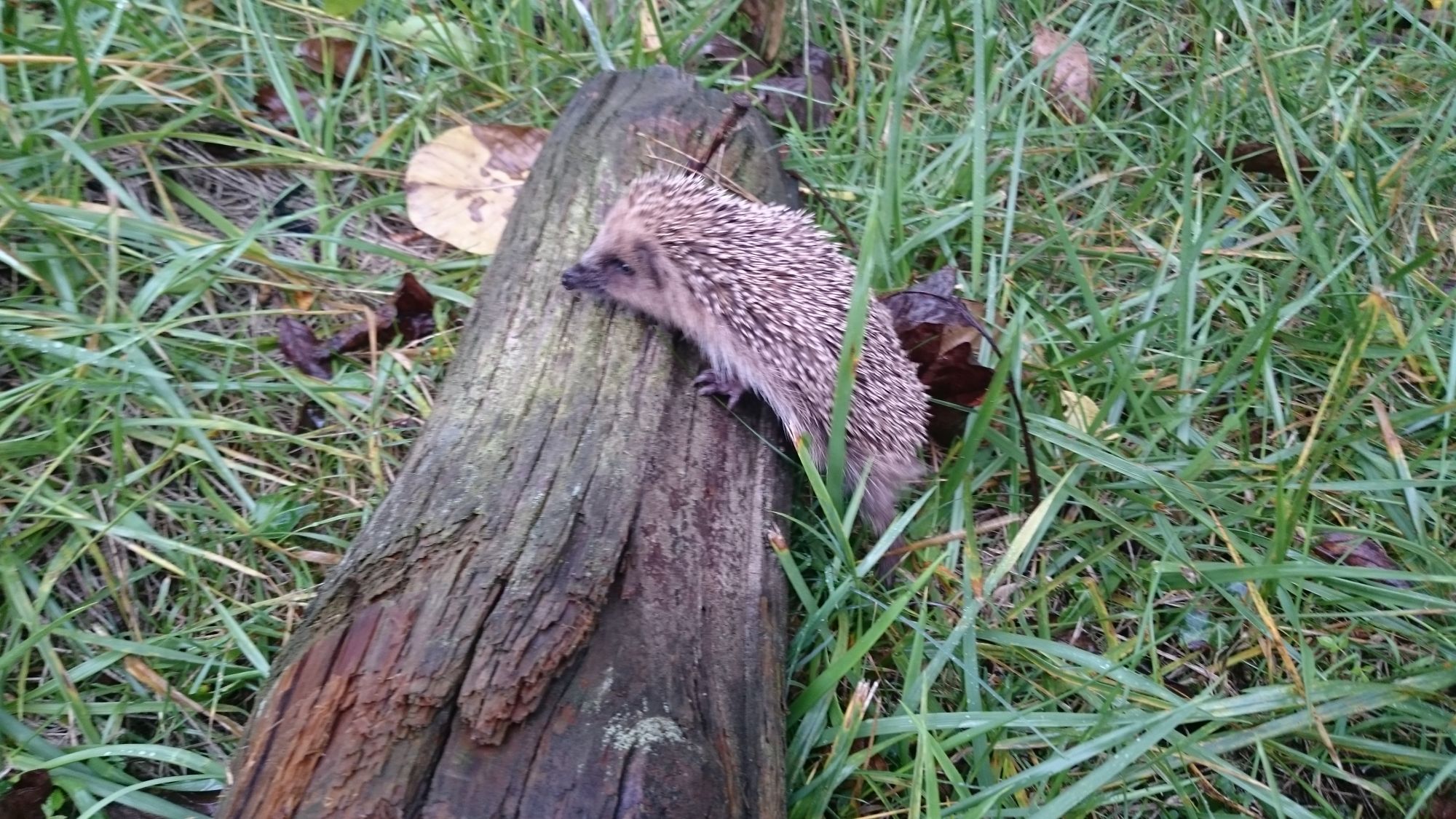 Pourquoi une interdiction de tailler ses haies dans les Vosges du 1er avril au 31 juillet? Vittel 1