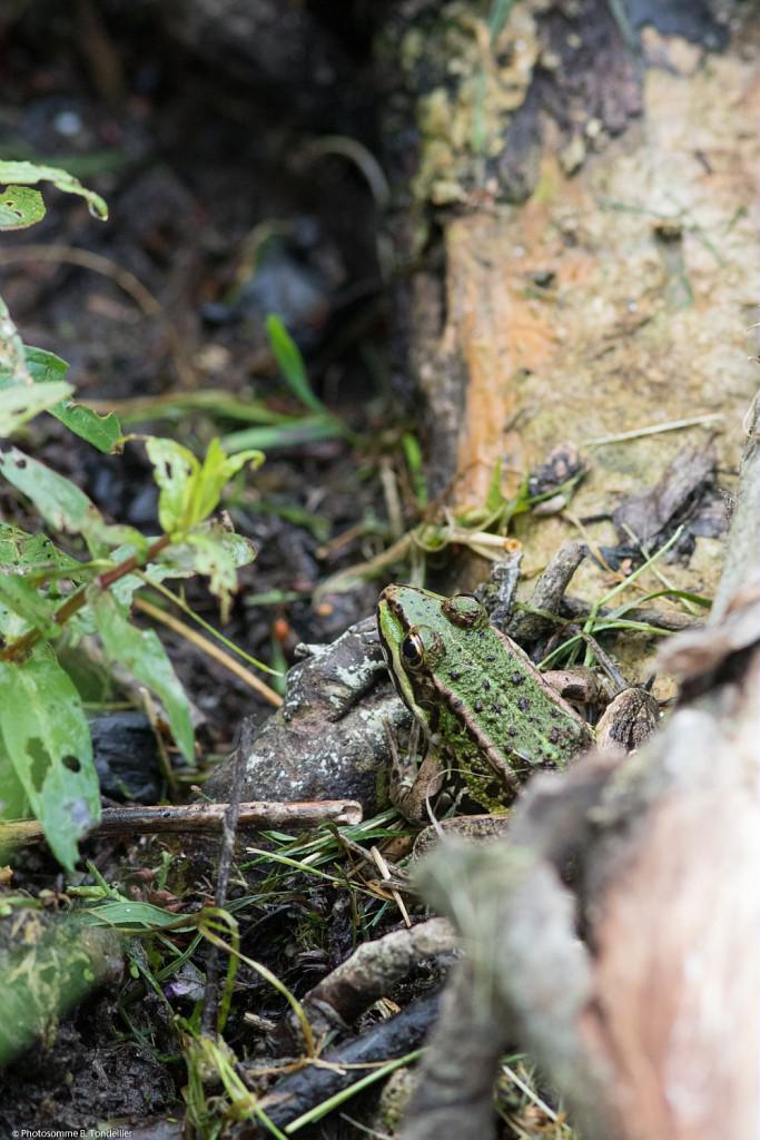 Pourquoi une interdiction de tailler ses haies dans les Vosges du 1er avril au 31 juillet? Thaon-les-Vosges 2